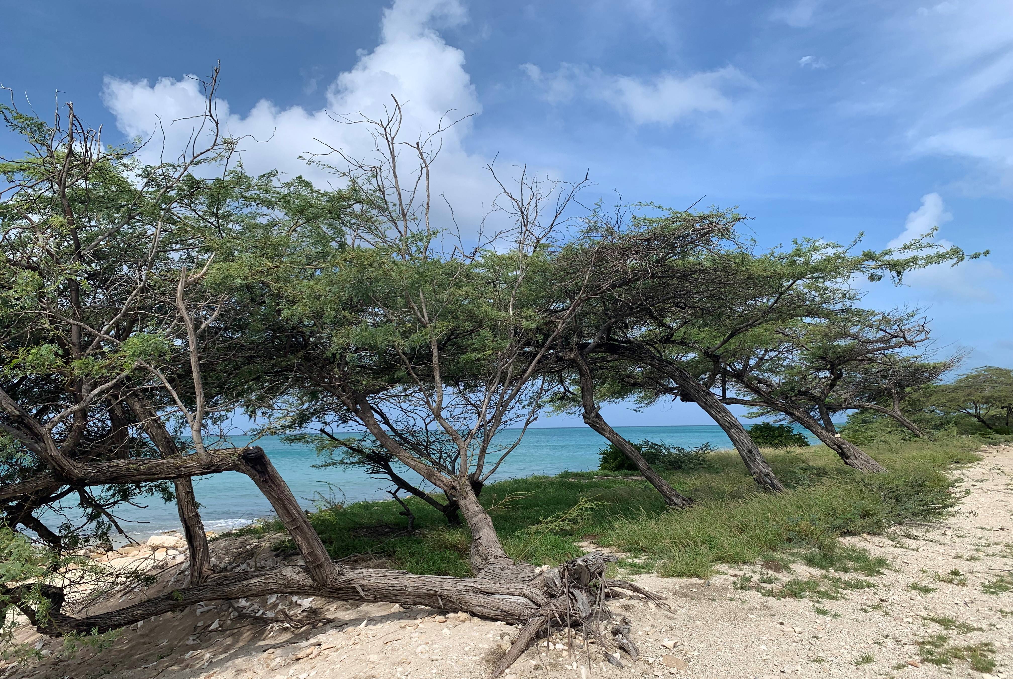 Aruba